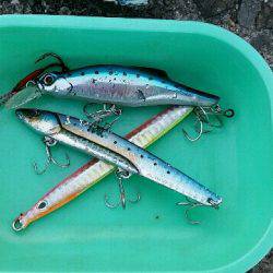 早朝サゴシ　1時間で4匹ゲット！